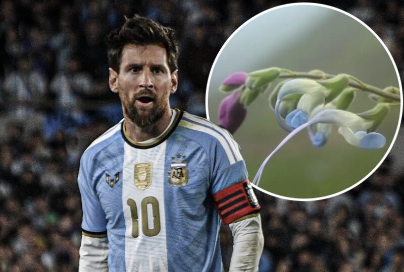 Researchers Name Newly-Discovered Plant After Messi
